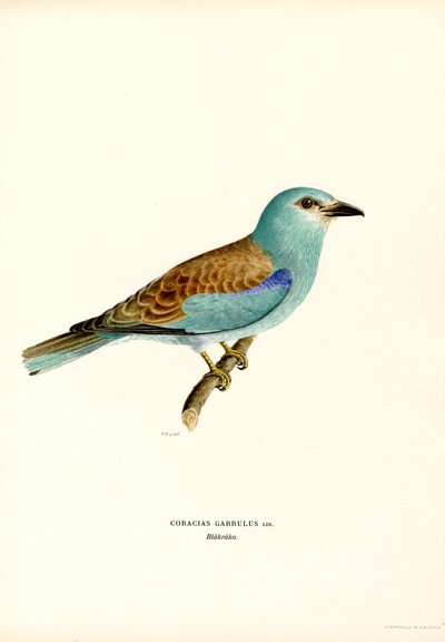Rulle (farve litho) af Magnus Ferdinand and Wilhelm von Wright