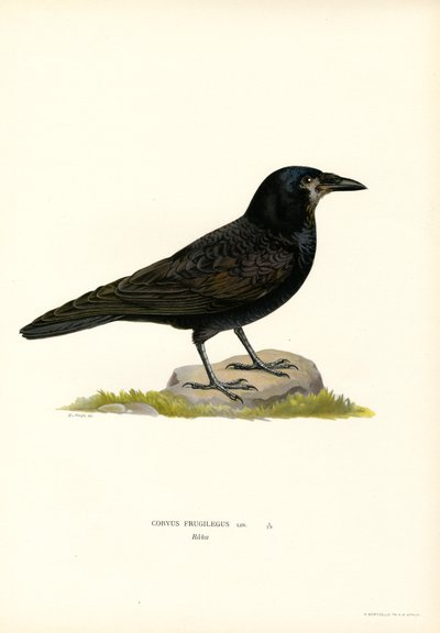 Rook (farve litho) af Magnus Ferdinand and Wilhelm von Wright