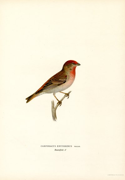 Rosefinch (farve litho) af Magnus Ferdinand and Wilhelm von Wright
