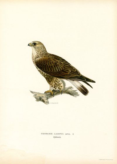 Rubenet musvåge (farve litho) af Magnus Ferdinand and Wilhelm von Wright