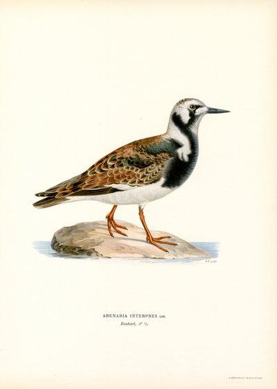 Ruddy Turnstone (farve litho) af Magnus Ferdinand and Wilhelm von Wright