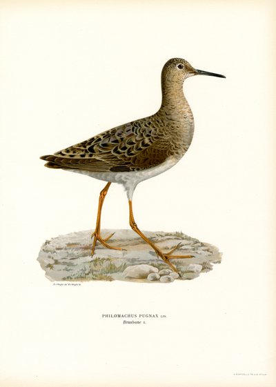 Ruff (farve litho) af Magnus Ferdinand and Wilhelm von Wright