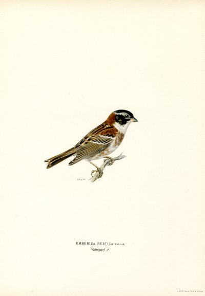 Rustik spurve (farve litho) af Magnus Ferdinand and Wilhelm von Wright
