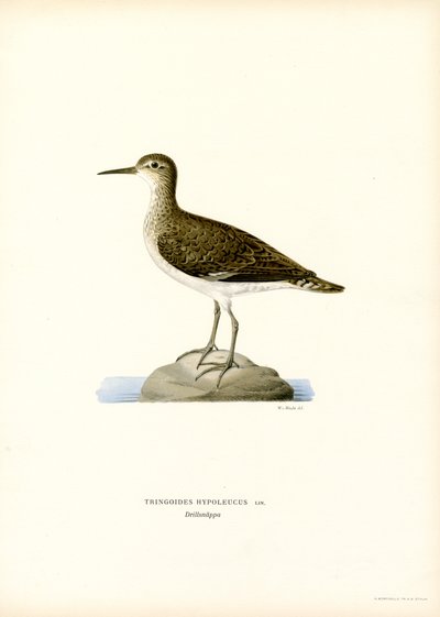 Sandpiper (farve litho) af Magnus Ferdinand and Wilhelm von Wright