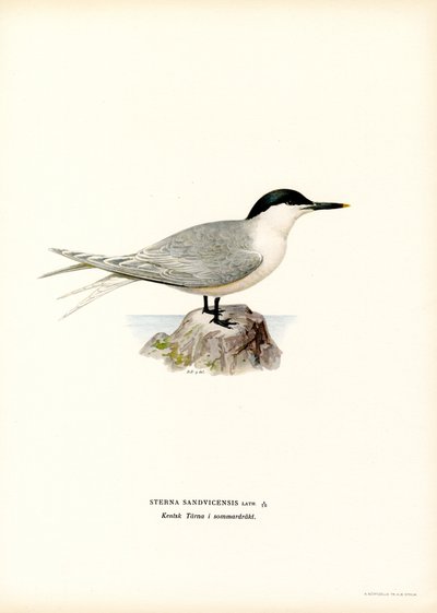 Sandwich Tern (farve litho) af Magnus Ferdinand and Wilhelm von Wright