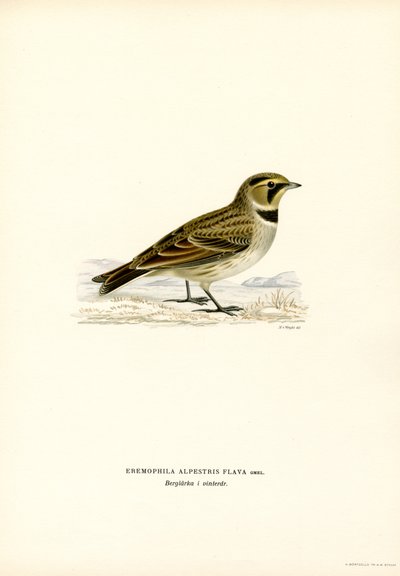 Shore Lark (farve litho) af Magnus Ferdinand and Wilhelm von Wright