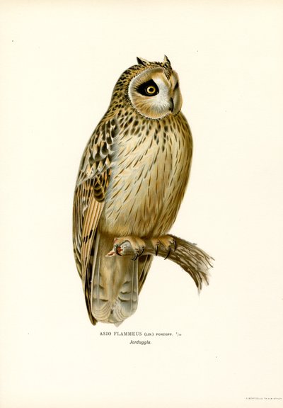 Kortøret ugle (farve litho) af Magnus Ferdinand and Wilhelm von Wright