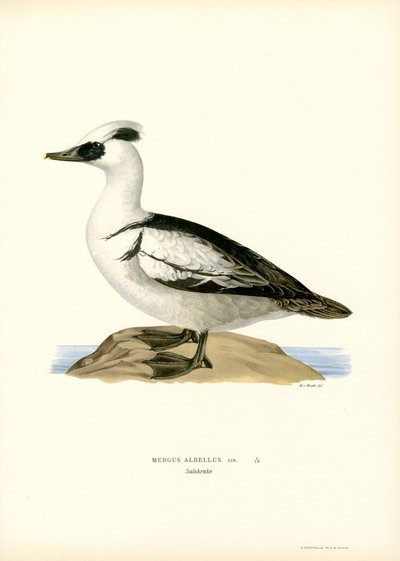 Smew (farve litho) af Magnus Ferdinand and Wilhelm von Wright