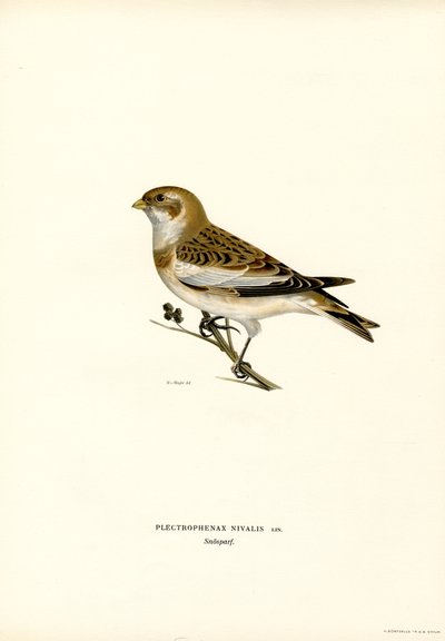 Snespurve (farve litho) af Magnus Ferdinand and Wilhelm von Wright