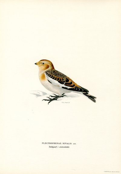 Snespurve (farve litho) af Magnus Ferdinand and Wilhelm von Wright