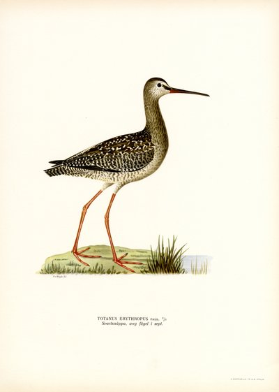 Plettet rødben (farve litho) af Magnus Ferdinand and Wilhelm von Wright
