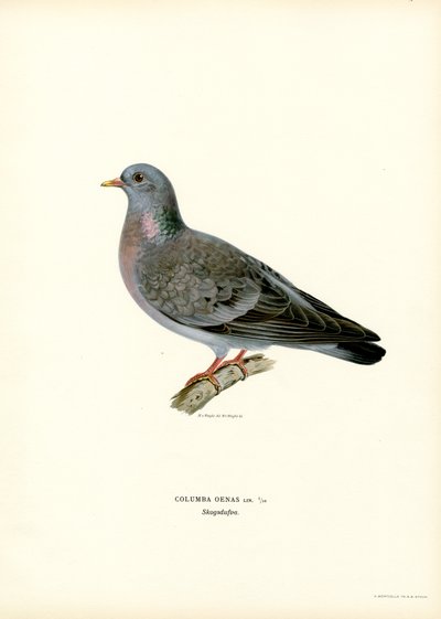 Stock Dove (farve litho) af Magnus Ferdinand and Wilhelm von Wright