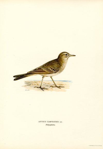 Tawny Pipit (farve litho) af Magnus Ferdinand and Wilhelm von Wright
