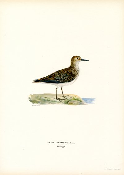 Temmincks Stint (farve litho) af Magnus Ferdinand and Wilhelm von Wright