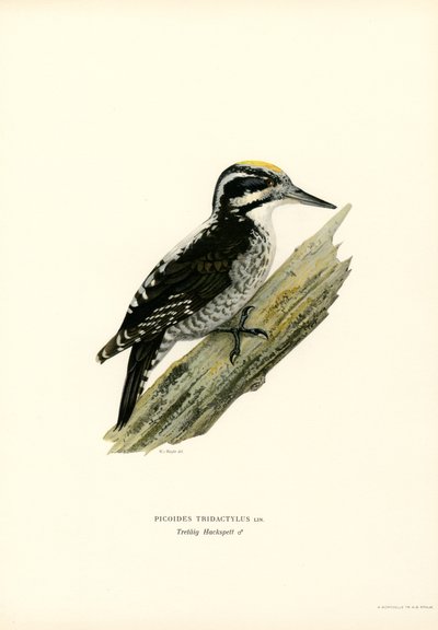 Tretået spætte (farve litho) af Magnus Ferdinand and Wilhelm von Wright