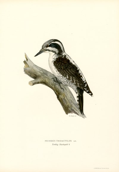 Tretået spætte (farve litho) af Magnus Ferdinand and Wilhelm von Wright