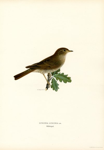 Thrush Nightingale (farve litho) af Magnus Ferdinand and Wilhelm von Wright