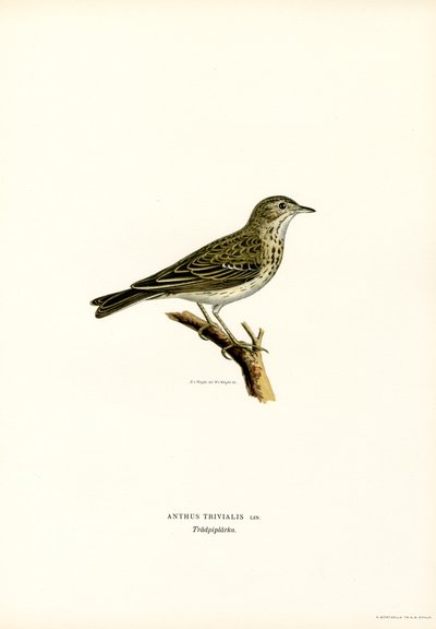 Træpiber (farve litho) af Magnus Ferdinand and Wilhelm von Wright