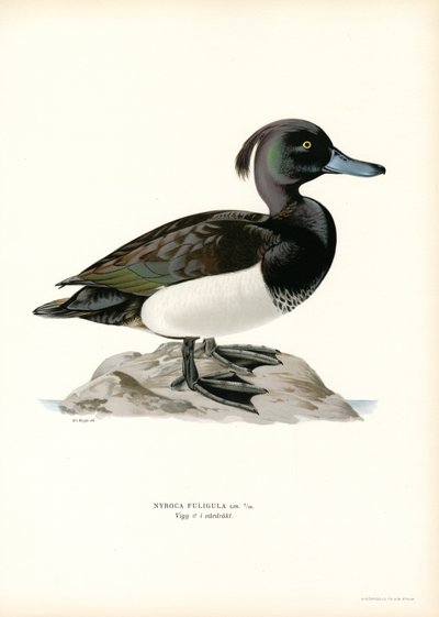 Tufted Duck (farve litho) af Magnus Ferdinand and Wilhelm von Wright