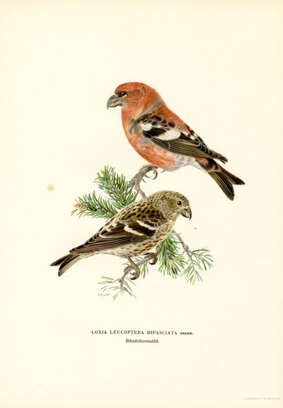 To-barret korsnæb (farve litho) af Magnus Ferdinand and Wilhelm von Wright