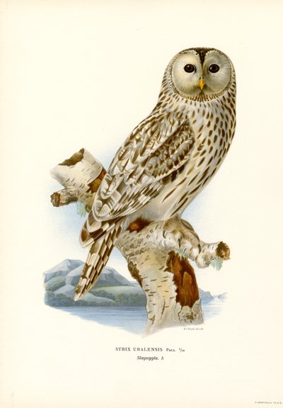 Uralugle (farve litho) af Magnus Ferdinand and Wilhelm von Wright