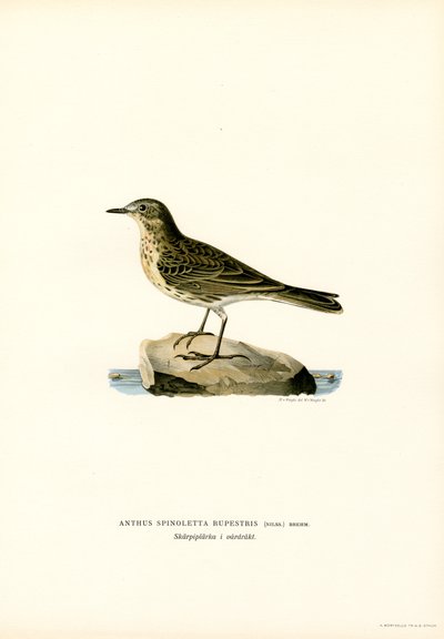 Vandpiber (farve litho) af Magnus Ferdinand and Wilhelm von Wright