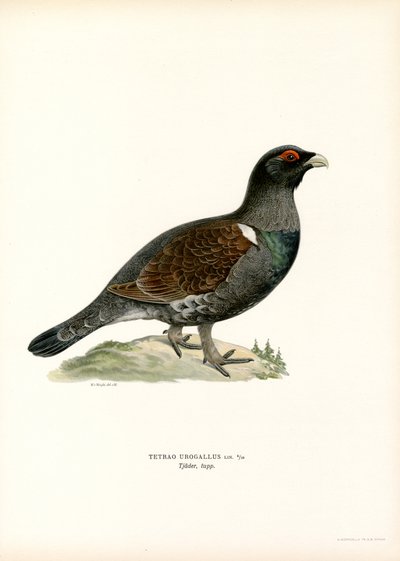 Western Capercaillie (farve litho) af Magnus Ferdinand and Wilhelm von Wright
