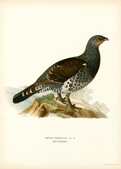 Western Capercaillie (farve litho) af Magnus Ferdinand and Wilhelm von Wright