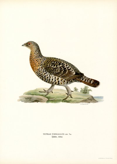Western Capercaillie (farve litho) af Magnus Ferdinand and Wilhelm von Wright