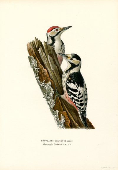 Hvidrygget spætte (farve litho) af Magnus Ferdinand and Wilhelm von Wright