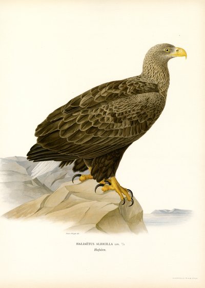 Havørn (farve litho) af Magnus Ferdinand and Wilhelm von Wright
