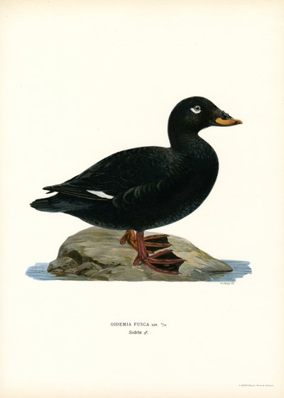 White-winged Scoter (farve litho) af Magnus Ferdinand and Wilhelm von Wright