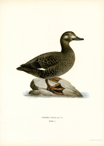 White-winged Scoter (farve litho) af Magnus Ferdinand and Wilhelm von Wright