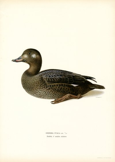 White-winged Scoter (farve litho) af Magnus Ferdinand and Wilhelm von Wright