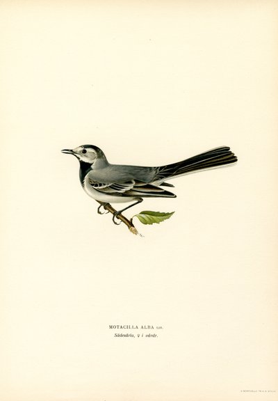 Hvid vipstjert (farve litho) af Magnus Ferdinand and Wilhelm von Wright