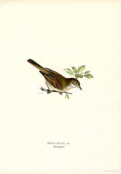 Whitethroat (farve litho) af Magnus Ferdinand and Wilhelm von Wright