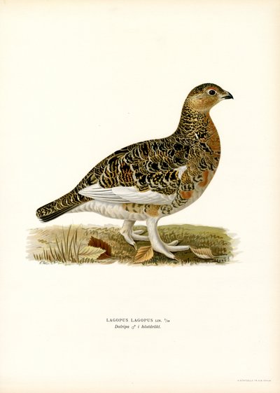 Pilrype (farve litho) af Magnus Ferdinand and Wilhelm von Wright