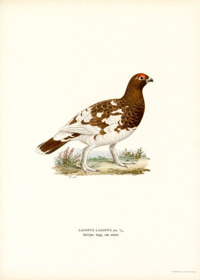 Pilrype (farve litho) af Magnus Ferdinand and Wilhelm von Wright