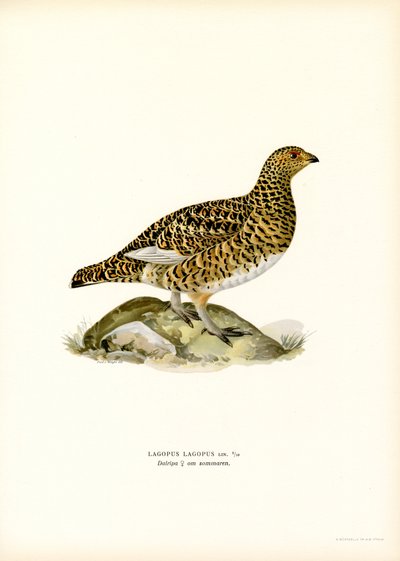Pilrype (farve litho) af Magnus Ferdinand and Wilhelm von Wright