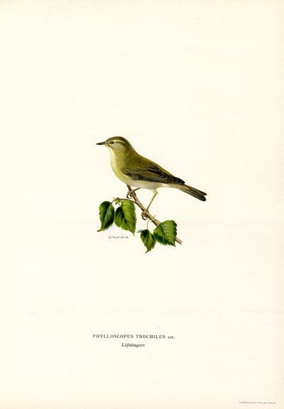 Pilesanger (farve litho) af Magnus Ferdinand and Wilhelm von Wright