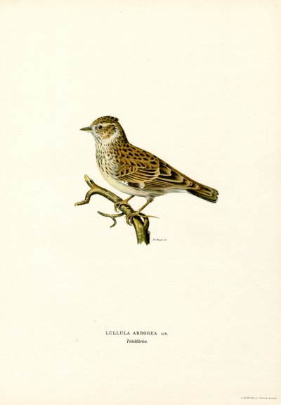 Trælærke (farve litho) af Magnus Ferdinand and Wilhelm von Wright