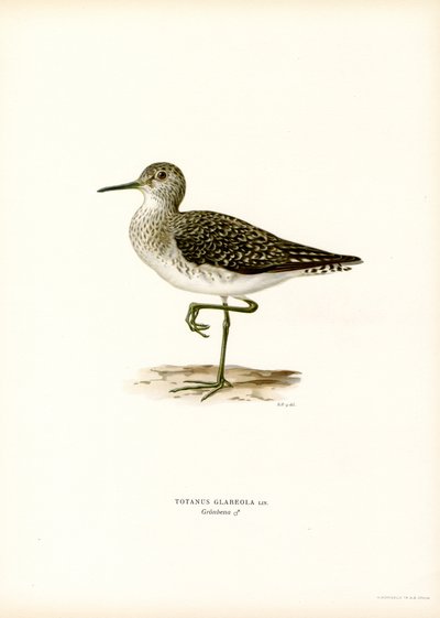 Træsandpiper (farve litho) af Magnus Ferdinand and Wilhelm von Wright