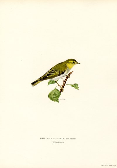 Skovsanger (farve litho) af Magnus Ferdinand and Wilhelm von Wright