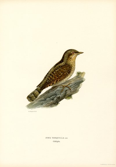 Wryneck (farve litho) af Magnus Ferdinand and Wilhelm von Wright