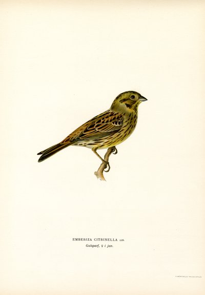 Gul Bunting (farve litho) af Magnus Ferdinand and Wilhelm von Wright