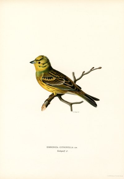 Gul Bunting (farve litho) af Magnus Ferdinand and Wilhelm von Wright