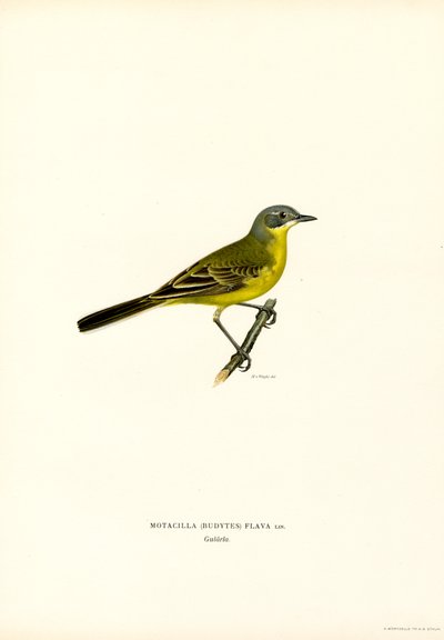 Gul vipstjert (farve litho) af Magnus Ferdinand and Wilhelm von Wright