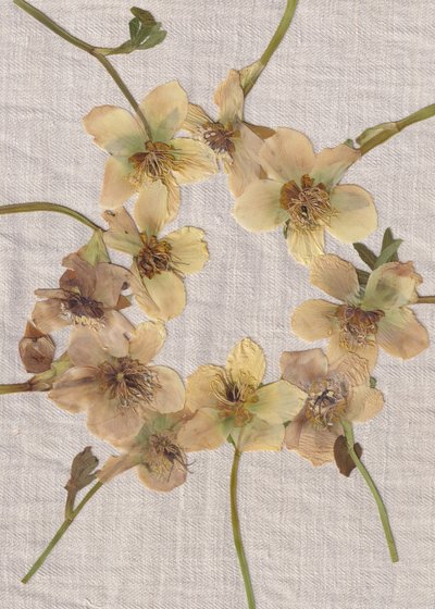 Krans af pressede blomster af Maira Ribena