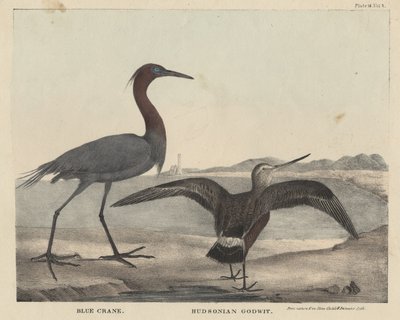 Blue Crane, Hudsonian Godwit, litho af Childs und Inman, fra 
