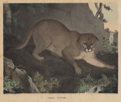 Puma eller panter, fra "From Cabinet of Natural History and American Rural Sports", af J.T. Doughty, 1832 af Mannevillette Elihu Dearing Brown